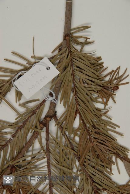 臺灣黃杉藏品圖，第5張