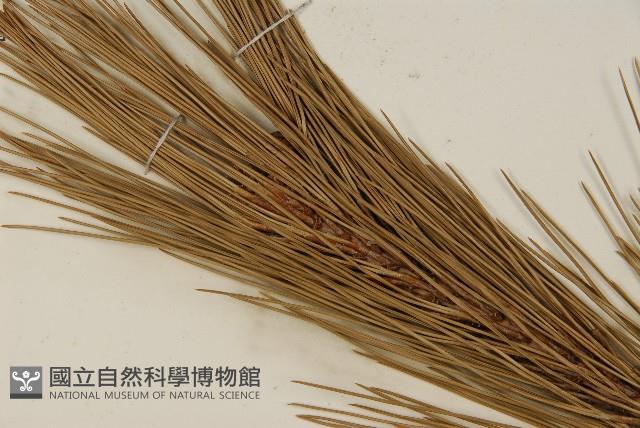 臺灣二葉松藏品圖，第5張