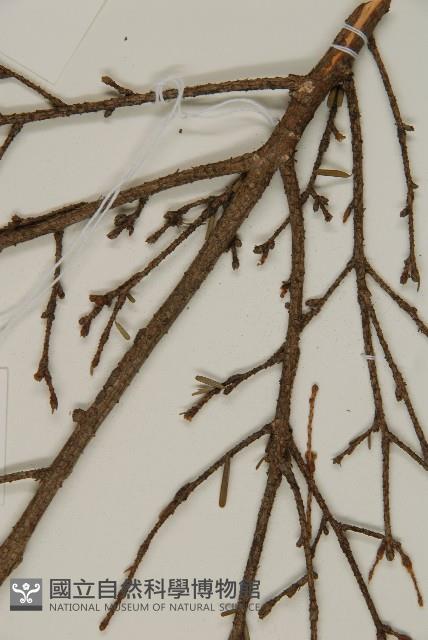 臺灣鐵杉藏品圖，第5張