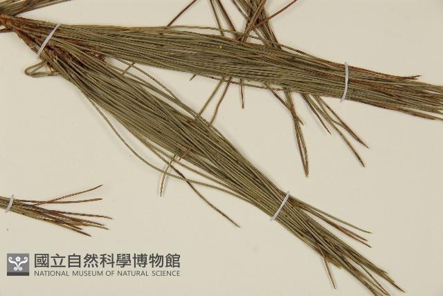 臺灣二葉松藏品圖，第5張