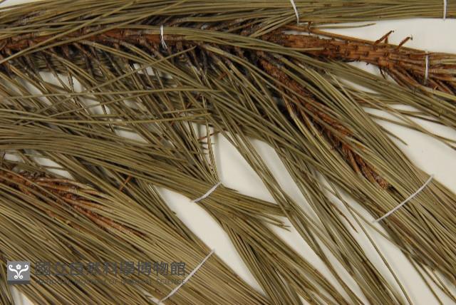 臺灣二葉松藏品圖，第5張