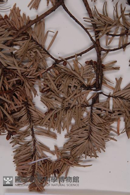 臺灣黃杉藏品圖，第5張