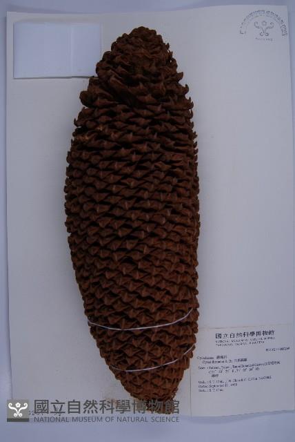 光果蘇鐵藏品圖，第6張