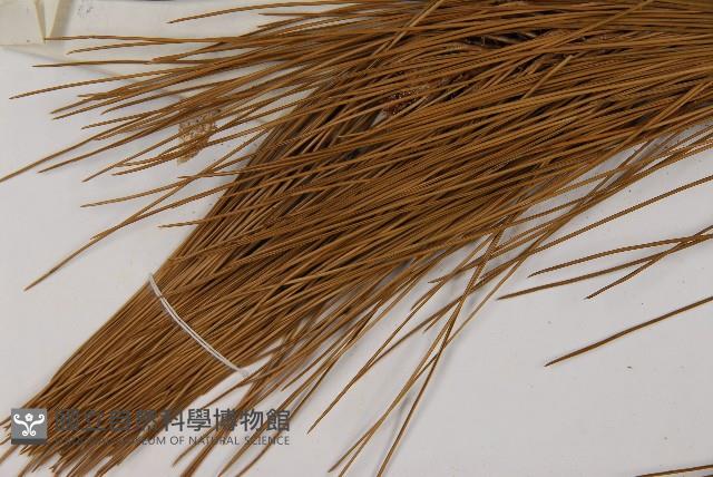 臺灣二葉松藏品圖，第5張