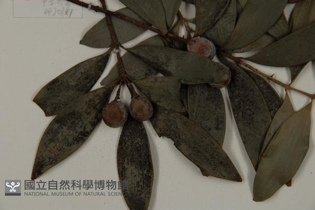 竹柏藏品圖，第5張