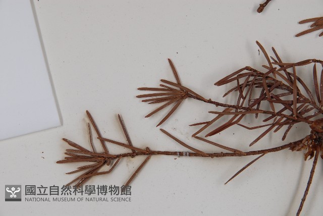 臺灣黃杉藏品圖，第5張