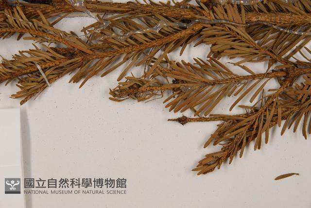 臺灣冷杉藏品圖，第6張