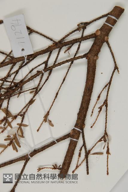 臺灣鐵杉藏品圖，第5張