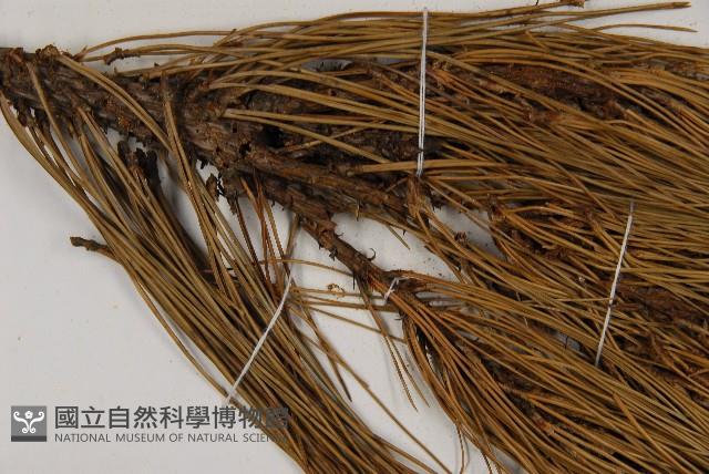 臺灣二葉松藏品圖，第5張