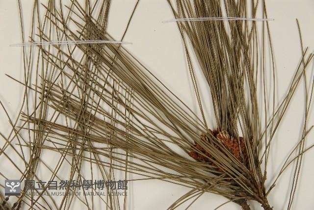 臺灣二葉松藏品圖，第5張