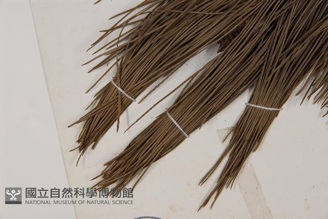 臺灣二葉松藏品圖，第5張