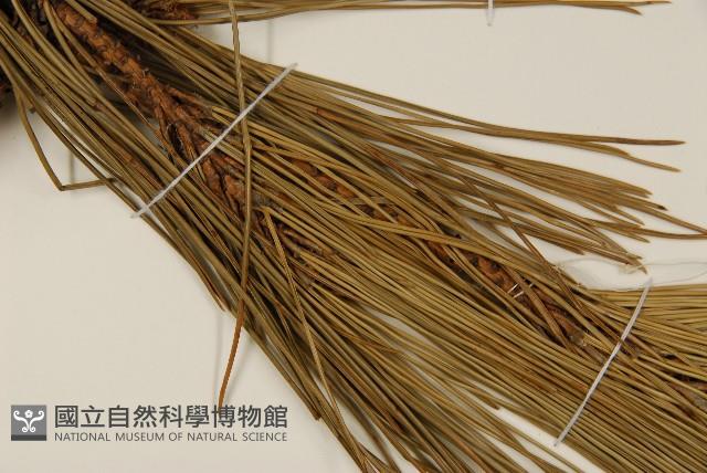 臺灣二葉松藏品圖，第5張