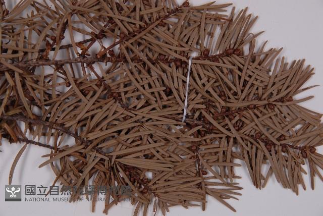 臺灣黃杉藏品圖，第5張