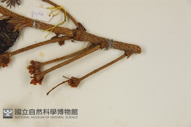 臺灣冷杉藏品圖，第5張