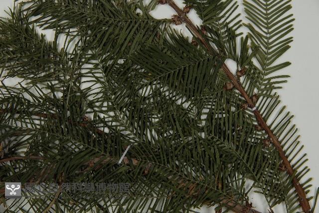 水杉藏品圖，第6張