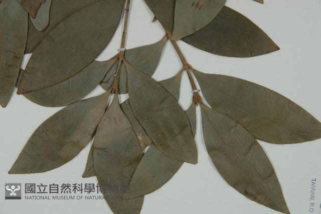 竹柏藏品圖，第5張