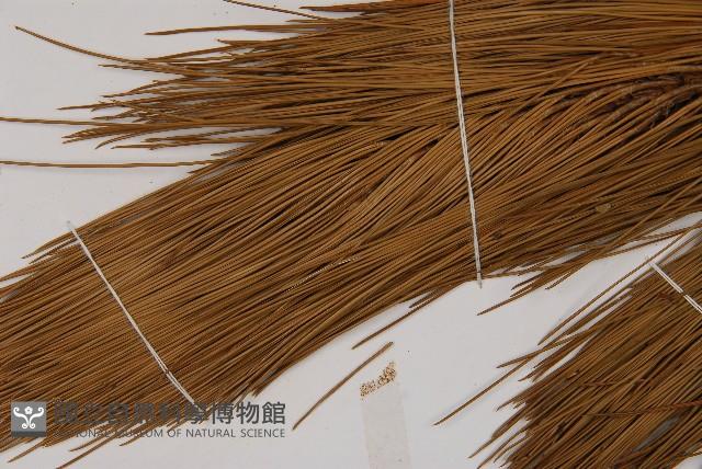 臺灣二葉松藏品圖，第5張