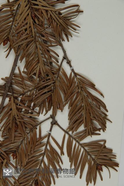 Taiesn douglas fir Collection Image, Figure 5, Total 5 Figures