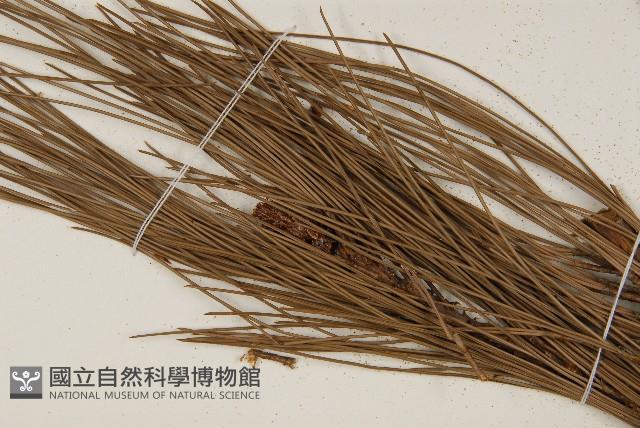 臺灣二葉松藏品圖，第5張