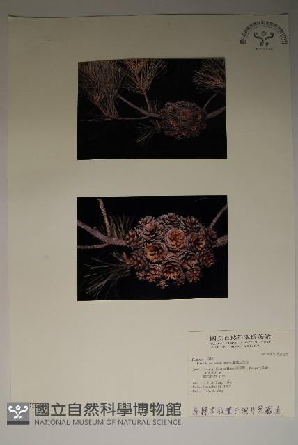 臺灣二葉松藏品圖，第6張
