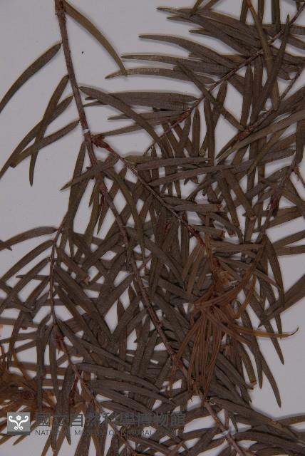 臺灣黃杉藏品圖，第5張