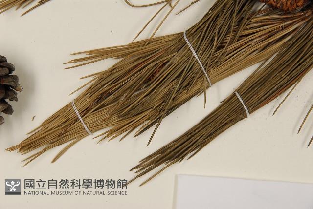 臺灣二葉松藏品圖，第5張