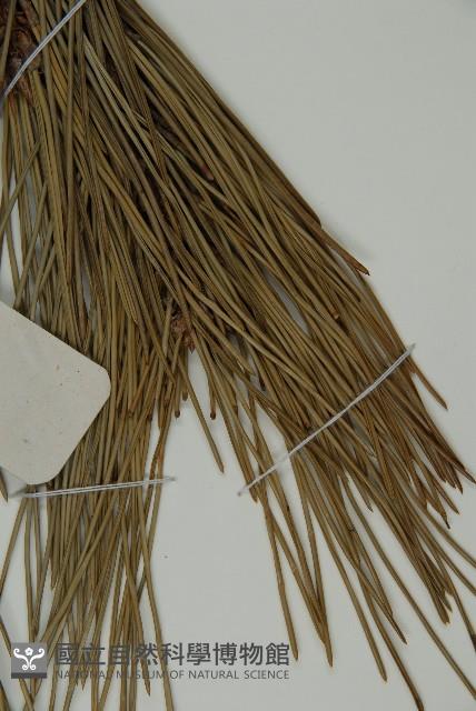 黑松藏品圖，第6張