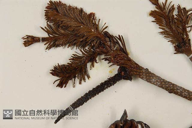 臺灣冷杉藏品圖，第4張