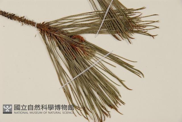 臺灣二葉松藏品圖，第3張