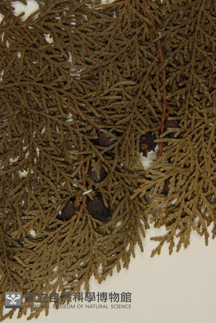 側柏藏品圖，第4張