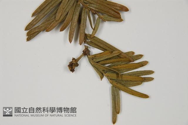 登錄號:G000809藏品圖，第4張