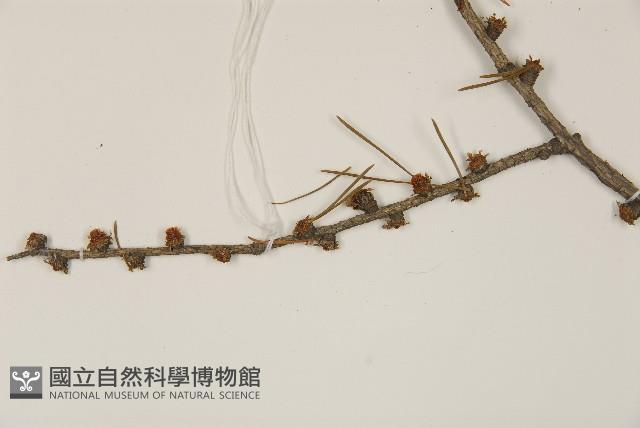 日本落葉松藏品圖，第4張