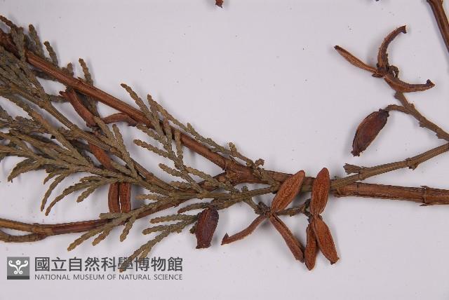 台灣肖楠藏品圖，第4張