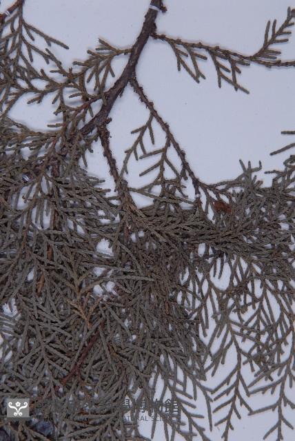 側柏藏品圖，第4張