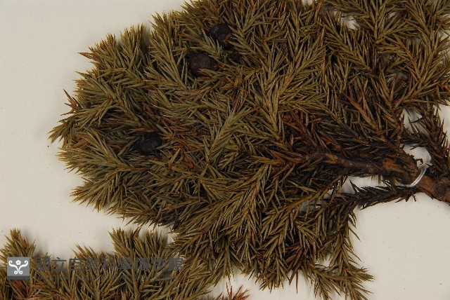 香青藏品圖，第4張