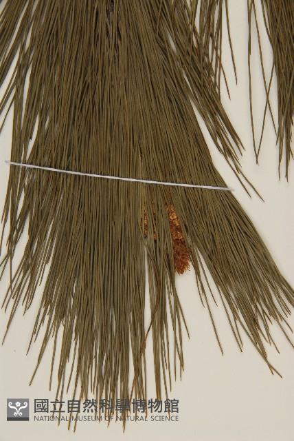 馬尾松藏品圖，第4張