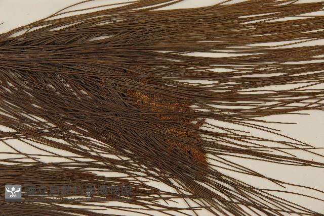 馬尾松藏品圖，第4張