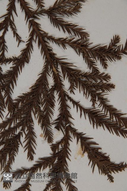 柳杉藏品圖，第4張