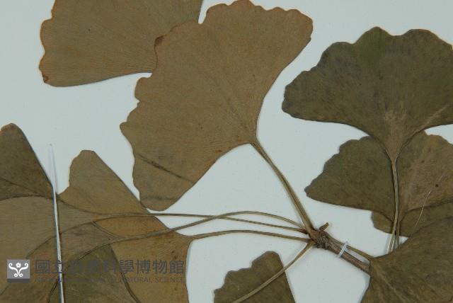 銀杏藏品圖，第4張