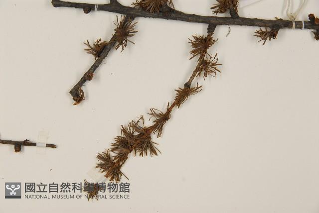 長白落葉松藏品圖，第4張