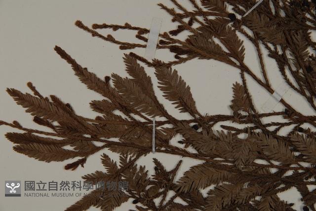 雞毛松藏品圖，第4張