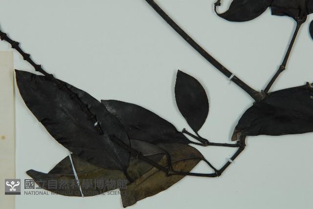 小葉買麻藤藏品圖，第4張