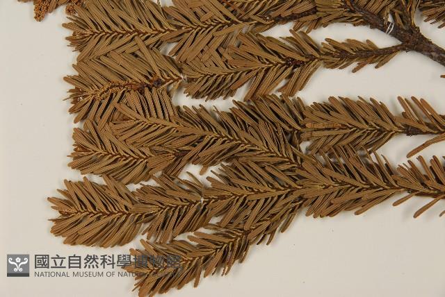 八甲田山冷杉藏品圖，第4張