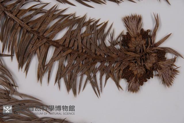 杉木藏品圖，第4張