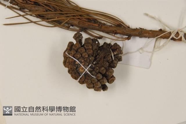 油松藏品圖，第4張