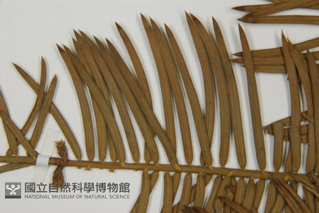 三尖杉藏品圖，第4張
