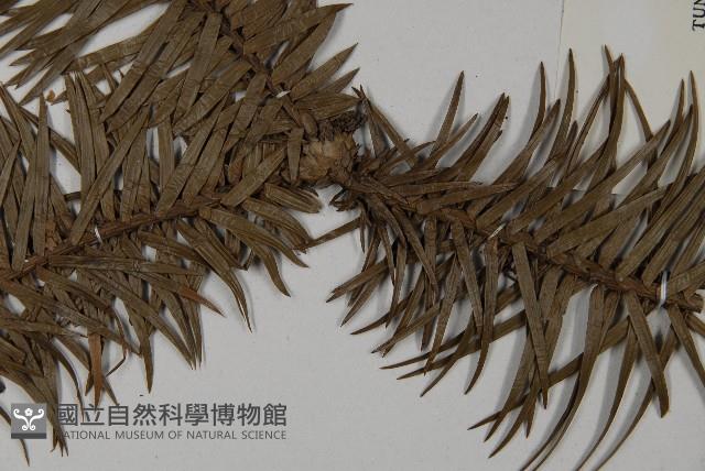 杉木藏品圖，第4張