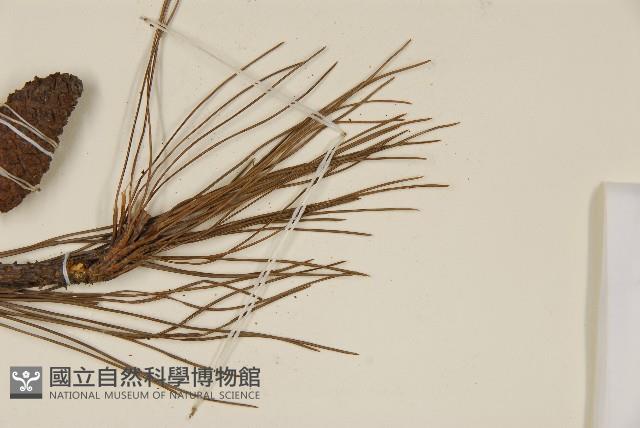 馬尾松藏品圖，第4張