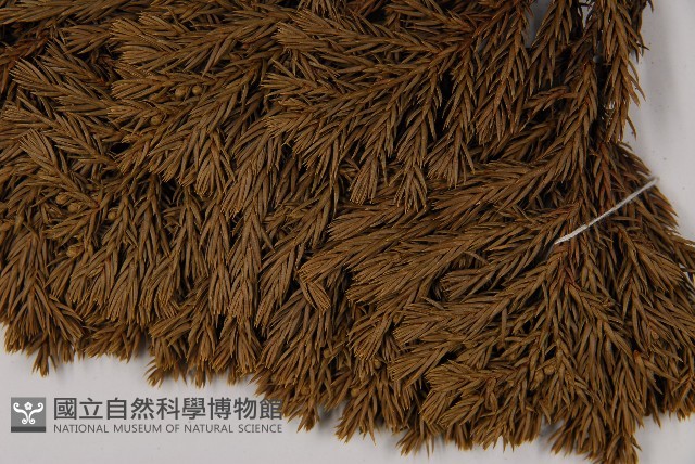 香青藏品圖，第4張