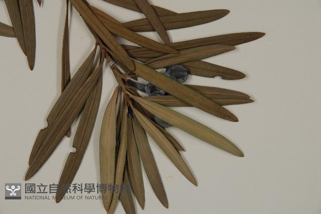 大葉羅漢松藏品圖，第4張